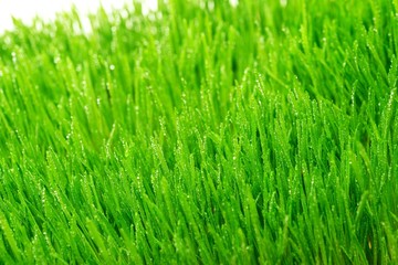 Dew on a fresh green grass