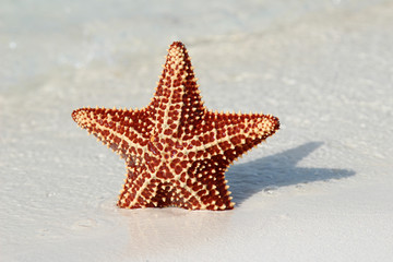 Beautiful starfish