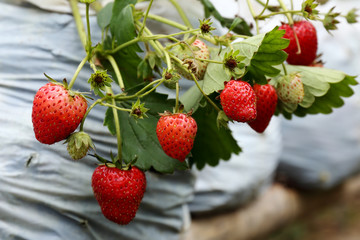 strawberry seedlings in the farm