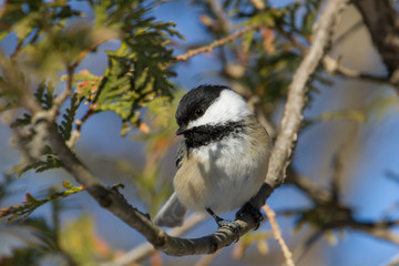 Black-capped Chickadee