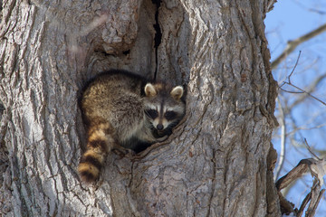 Raccoon