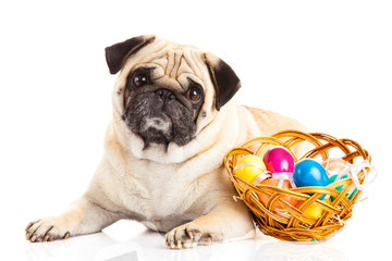 pug dog easter eggs  isolated on white background animal