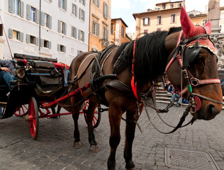 Cavallo con carrozza a Roma