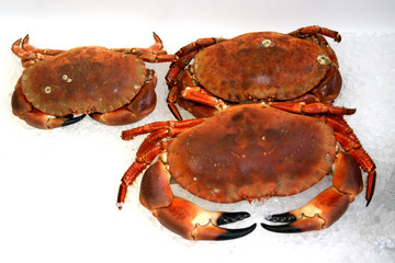 Crabs
