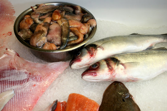 Selection Of fish