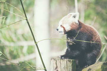 Panda roux
