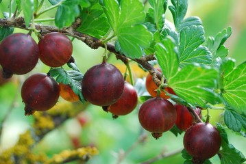 Red gooseberries hanging on a bush.