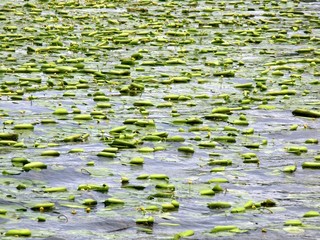 Flower of Yellow Water-lily