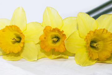 Obraz na płótnie Canvas Fresh spring daffodils