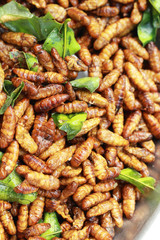 fried silk worms in the market