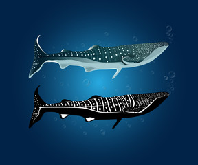 Whale shark with water bubble