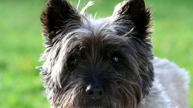 Sc&egrave;ne d'un chien Cairn Terrier