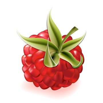 Vector illustration of ripe raspberry on white background.