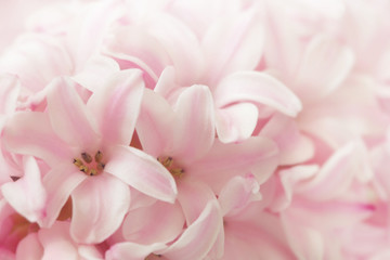 Pink Hyacinth - obrazy, fototapety, plakaty