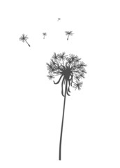 Dandelion silhouette.