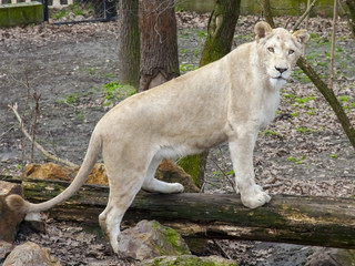 White South African lion (Panthera leo krugeri) female