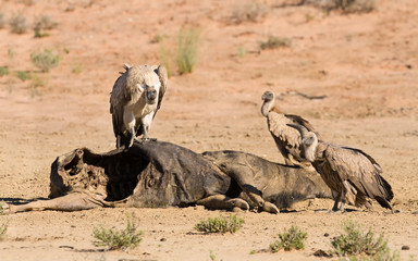 Vultures fighting at carcass for domination of the food in Kalah