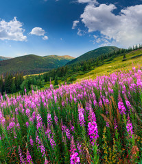Beautiful autumn landscape in the mountains with pink flowers.
