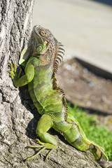 Green iguana