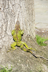 Green iguana