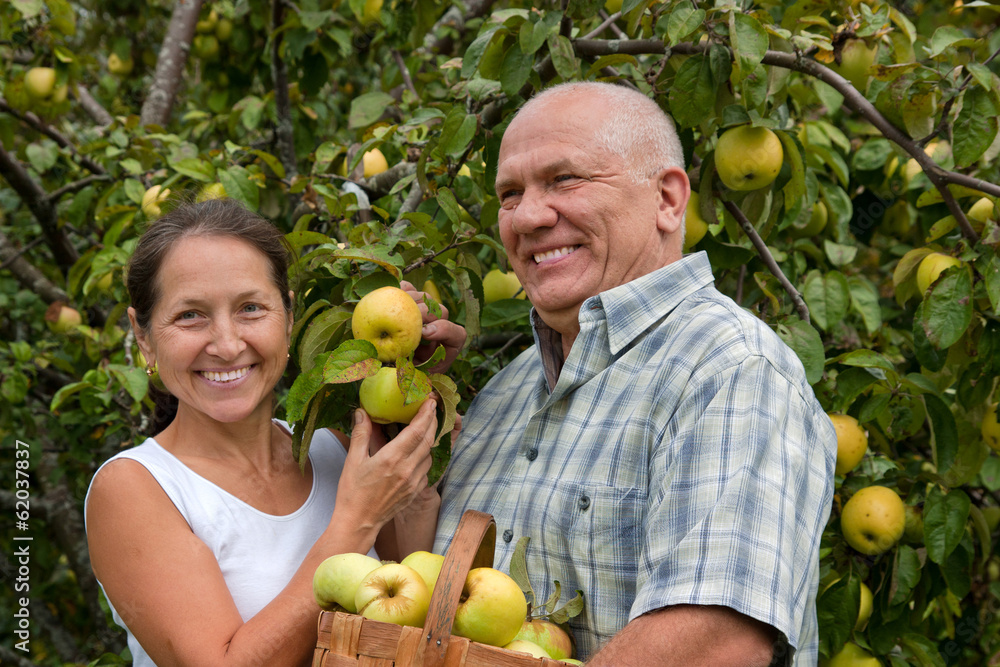 Poster couple picking apples