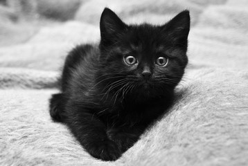 Black kitten at home © luckat