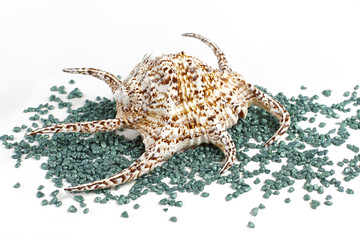 Fototapeta premium sea shell with decorative stones