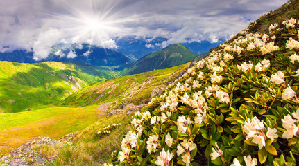 Fototapeta premium Alpine meadows in the Caucasus mountains.