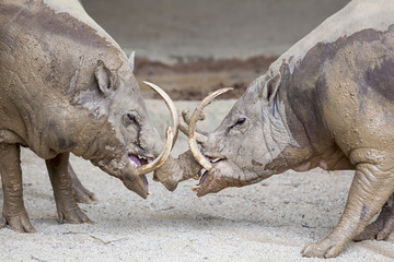 Fototapeta premium Babirusa Wild Boar in Battle