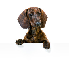 Dachshund With Blank Sign