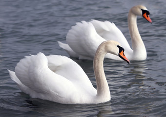 Fototapeta premium White swans in the water.