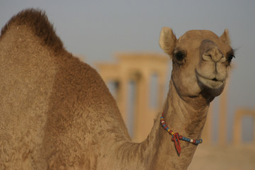 Baby Camel in Palmyra Syria