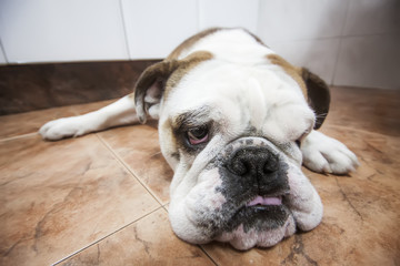 English bulldog lying