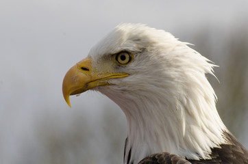 Weißkopfseeadler (Haliaeetus leucocephalus)