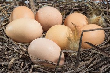 Macro shoot of brown eggs at hay nest