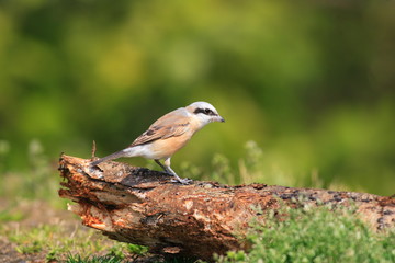 Red-backed Shrike (Lanius collurio) in Japan 