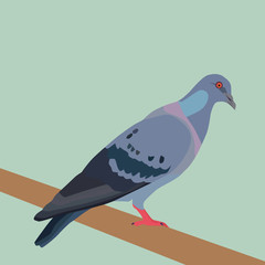 Pigeon