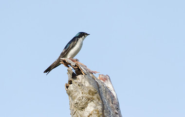Tree Swallow