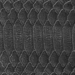 black lizard skin closeup