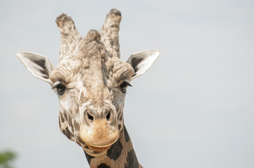 Giraffe