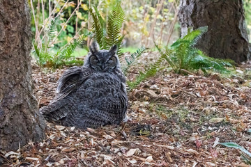 Great Horned Owl