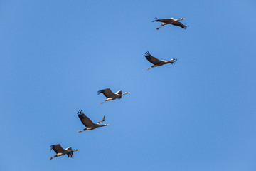 Common Cranes