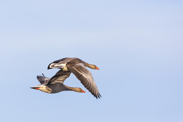 Greylag Geese flying