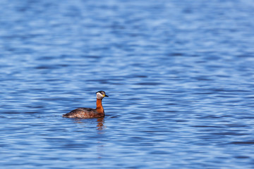 Red-necked Grebe