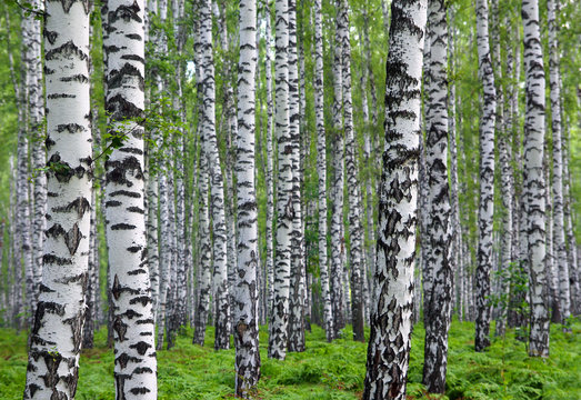 Fototapeta ładny letni las brzozowy