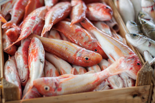 Fresh fish at fish market