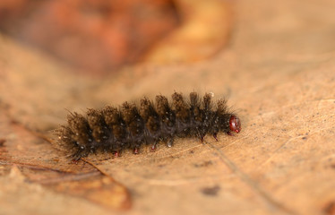 Macro shot of dark caterpillar