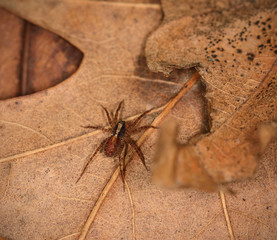 Wolf spider resting