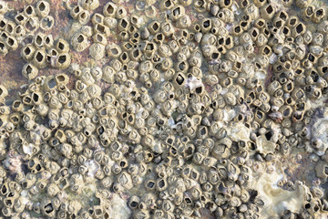 shellfish at seashore