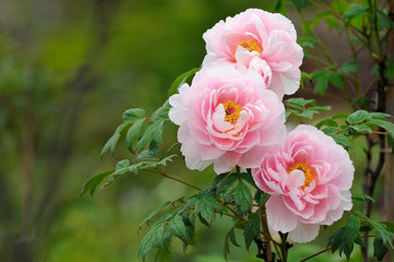 牡丹の花